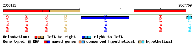 gene map