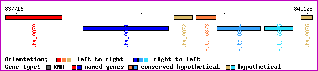 gene map