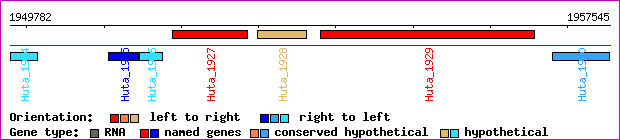 gene map