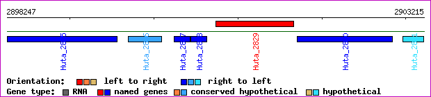 gene map