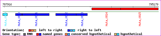 gene map