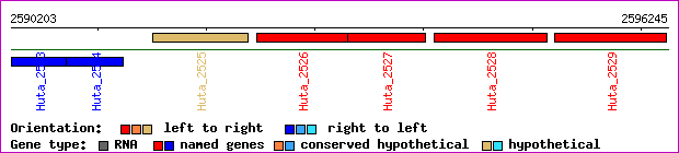 gene map