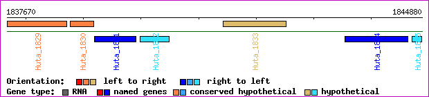 gene map