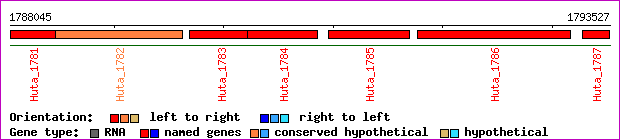 gene map