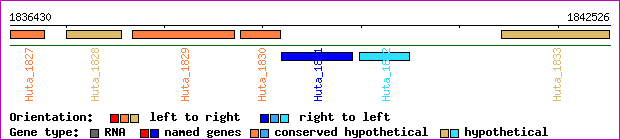 gene map