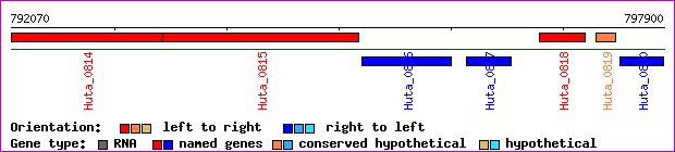 gene map