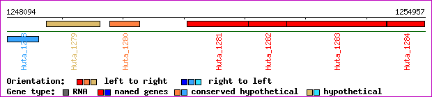 gene map