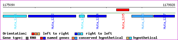 gene map