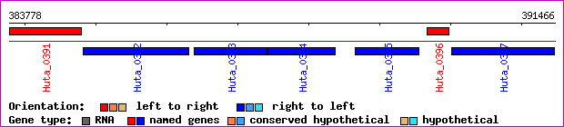 gene map