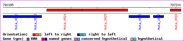 gene map