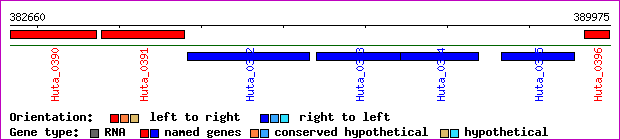 gene map
