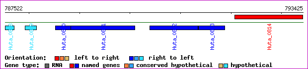 gene map