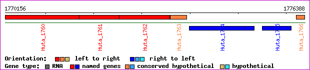 gene map
