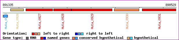 gene map