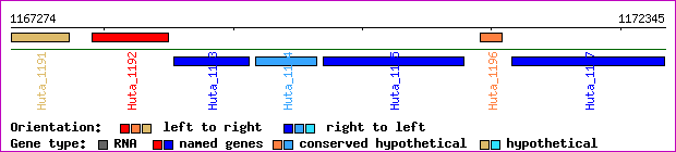 gene map