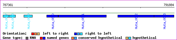 gene map