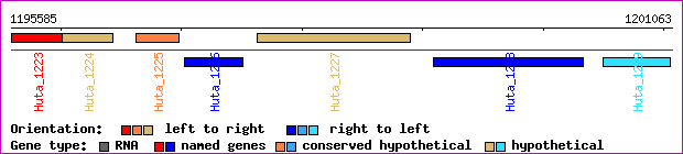 gene map