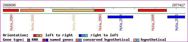 gene map