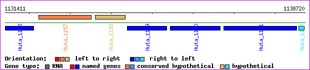 gene map