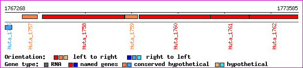 gene map
