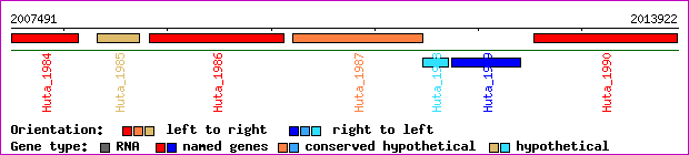 gene map