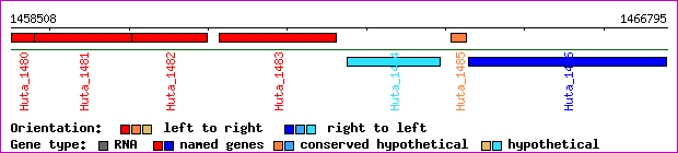 gene map