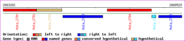 gene map