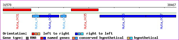 gene map