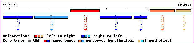 gene map