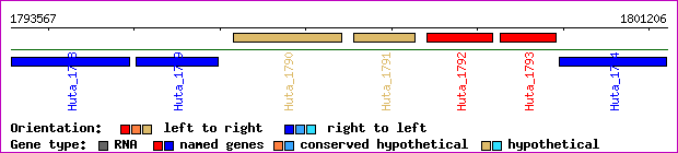 gene map