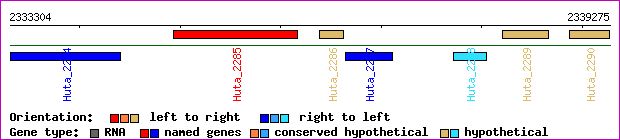 gene map