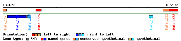gene map