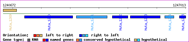 gene map