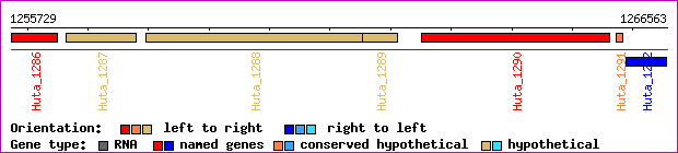 gene map