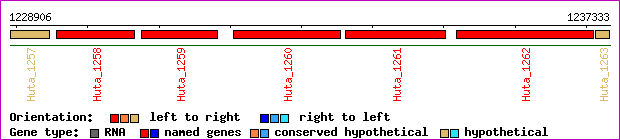 gene map