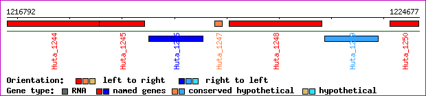 gene map
