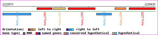 gene map