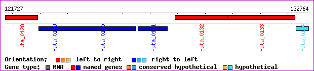 gene map