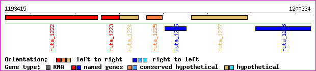 gene map