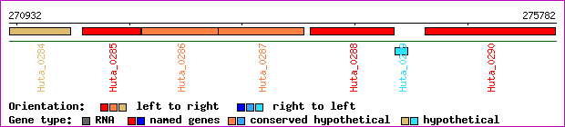 gene map
