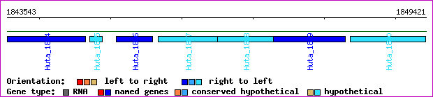 gene map