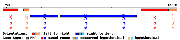 gene map