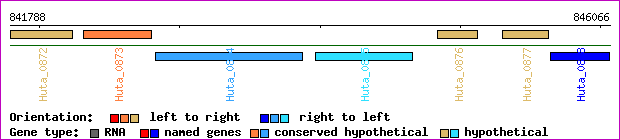 gene map