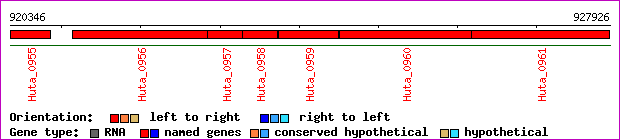 gene map