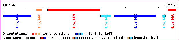 gene map
