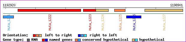 gene map