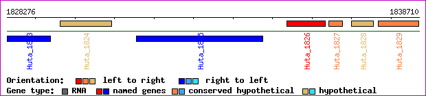 gene map