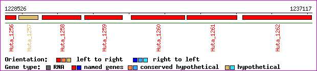 gene map