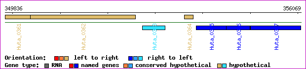 gene map