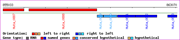 gene map